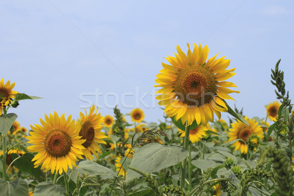 Stok fotoğraf: Ayçiçeği · alan · yaz · yeşil · ayçiçeği