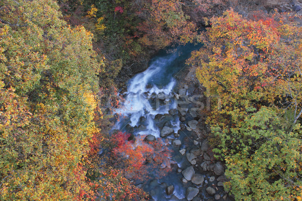  colorful  leaves in Gully  Matsukawa Stock photo © yoshiyayo