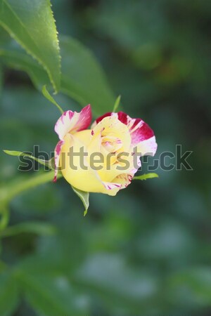 Mooie steeg tuin schoonheid bladeren Stockfoto © yoshiyayo