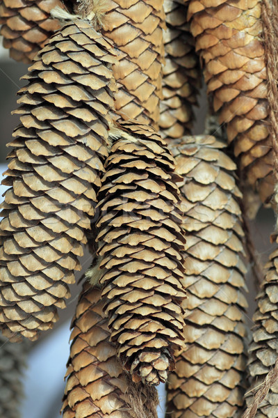 conifer cone, pinecone Stock photo © yoshiyayo
