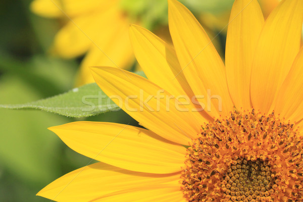 Słoneczniki dziedzinie lata zielone słonecznika Zdjęcia stock © yoshiyayo