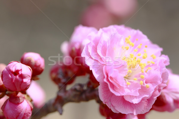 UME Japanese plum-blossom Stock photo © yoshiyayo