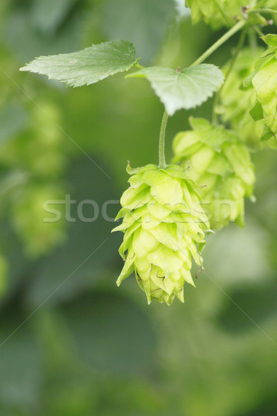 Grünen Sommer frischen Natur Blatt Stock foto © yoshiyayo