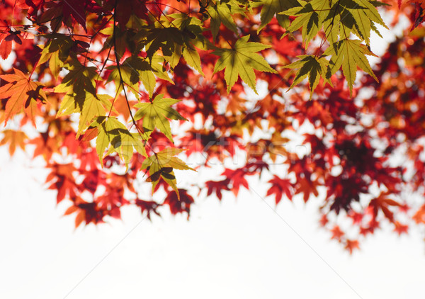 Stock photo:  colorful  leaves
