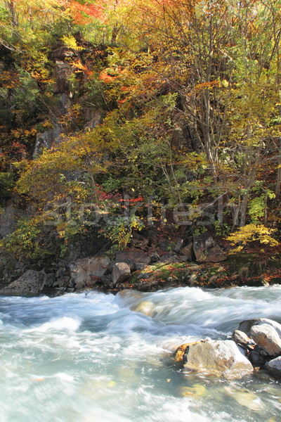 Kolorowy pozostawia strumienia drewna górskich rzeki Zdjęcia stock © yoshiyayo