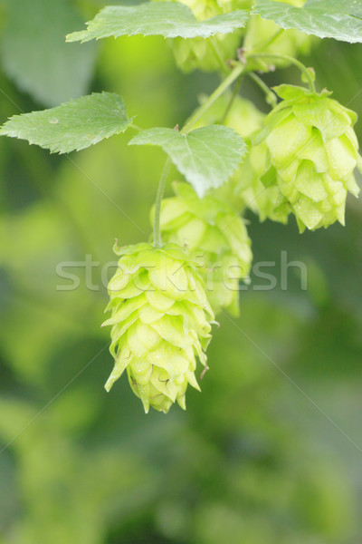 Green hops in  summer Stock photo © yoshiyayo