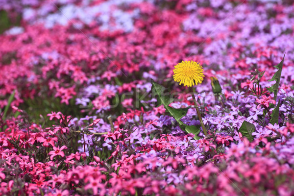 Foto stock: Amarelo · dandelion · flores · grama · jardim · planta