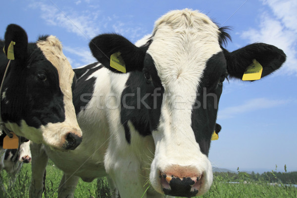 Cow in field  Stock photo © yoshiyayo