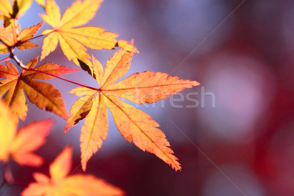 Stock photo: colorful  leaves