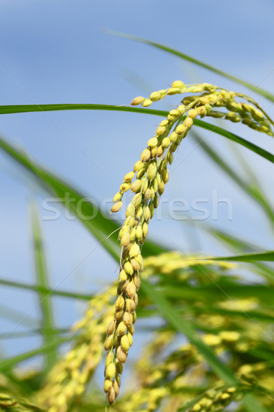 Landscape of rice field  Stock photo © yoshiyayo