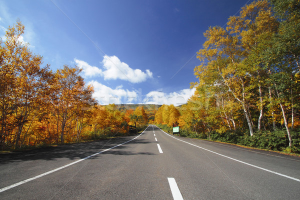 road and colorful  leaves in Hachimantai Stock photo © yoshiyayo