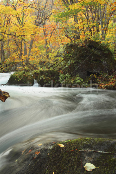 Autumn Colors of Oirase River Stock photo © yoshiyayo