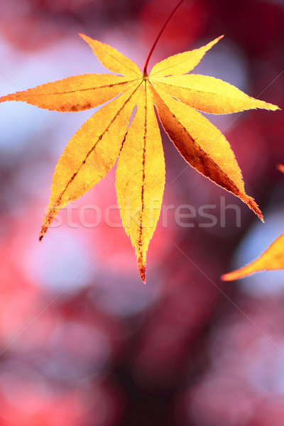 colorful  leaves Stock photo © yoshiyayo