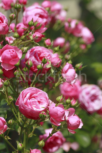 Piękna wzrosła ogród piękna pozostawia Zdjęcia stock © yoshiyayo