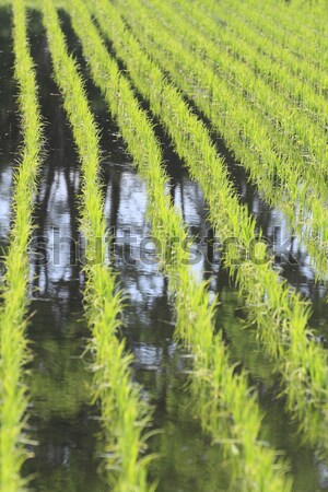 Green field, Asia paddy field  Stock photo © yoshiyayo