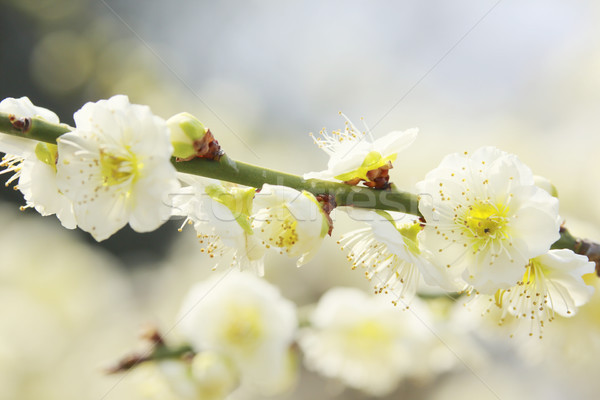 UME Japanese plum-blossom Stock photo © yoshiyayo