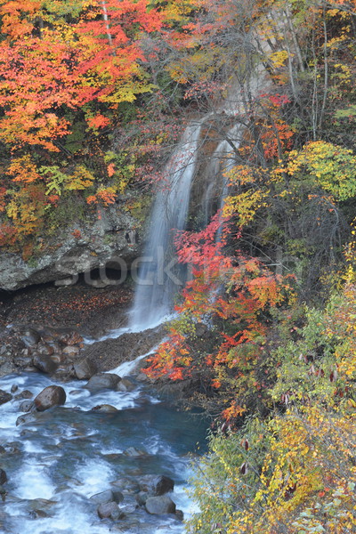  colorful  leaves and waterfall Stock photo © yoshiyayo