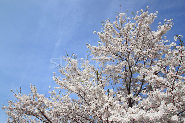 櫻花 日本 粉紅色 亞洲 浪漫 開花 商業照片 © yoshiyayo