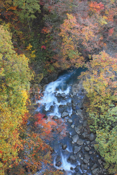  colorful  leaves in Gully  Matsukawa Stock photo © yoshiyayo