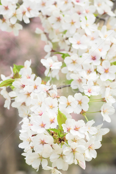 Cherry Blossom Japonia piękna różowy makro romantyczny Zdjęcia stock © yoshiyayo