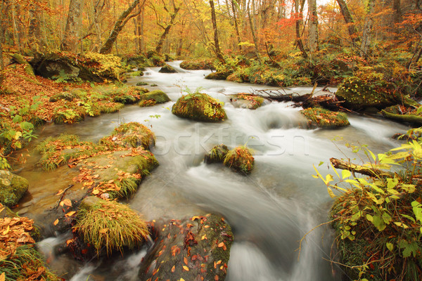 ősz színek folyó természet tájkép levél Stock fotó © yoshiyayo