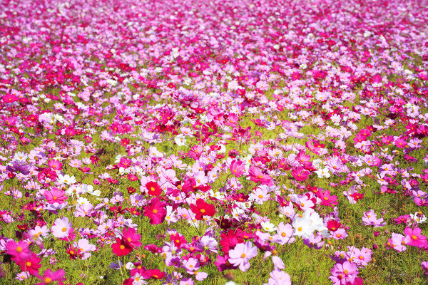 Fleur Japon Fleurs Nature Paysage Fond Photo