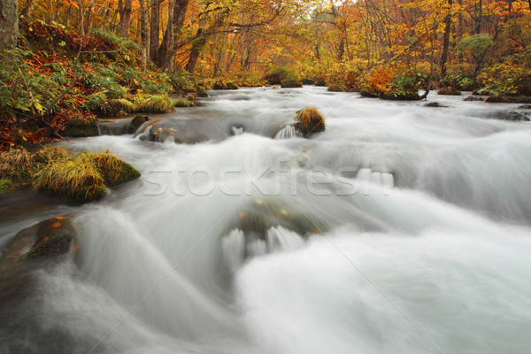 Autumn Colors of Oirase River Stock photo © yoshiyayo