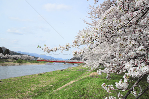 Stock photo: cherry blossom  in  Kakunodate