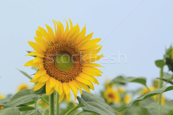 Sonnenblumen Bereich Sommer grünen Sonnenblumen Stock foto © yoshiyayo