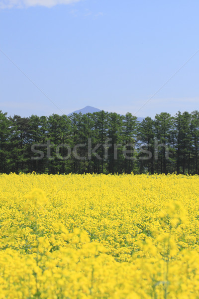 Mt. Himekami and Rape field, canola crops  Stock photo © yoshiyayo