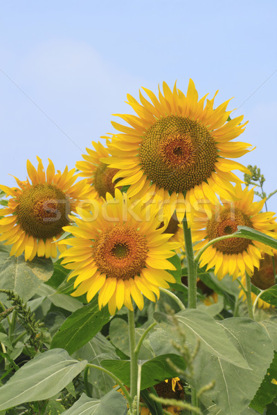 Sonnenblumen Bereich Sommer grünen Sonnenblumen Stock foto © yoshiyayo
