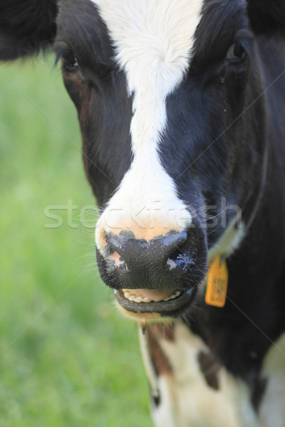 Vache domaine nature vert ferme lait [[stock_photo]] © yoshiyayo