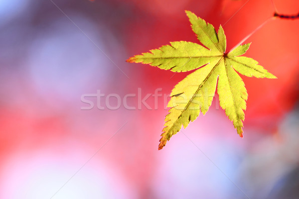 Stok fotoğraf: Renkli · yaprakları · doğa · arka · plan · turuncu
