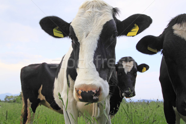 Cow in field  Stock photo © yoshiyayo