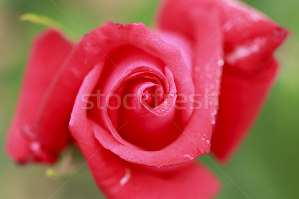 Stock photo: Close up  rose flower 