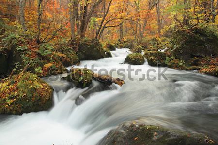 Autumn Colors of Oirase River Stock photo © yoshiyayo