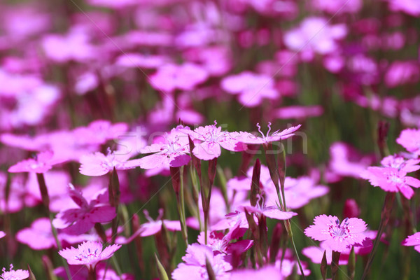 Pink Dianthus  Stock photo © yoshiyayo