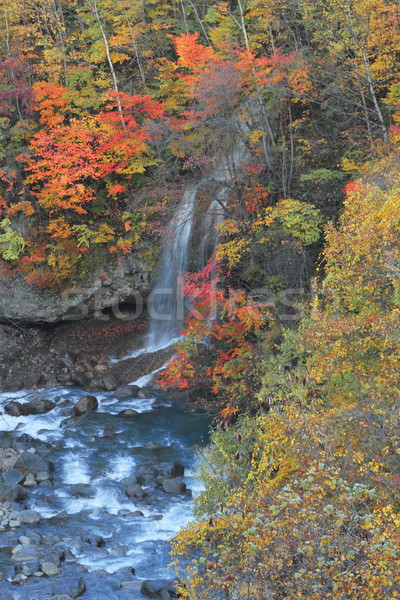  colorful  leaves and waterfall Stock photo © yoshiyayo