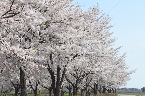 Сток-фото: Cherry · Blossom · Япония · розовый · Азии · романтические · Blossom