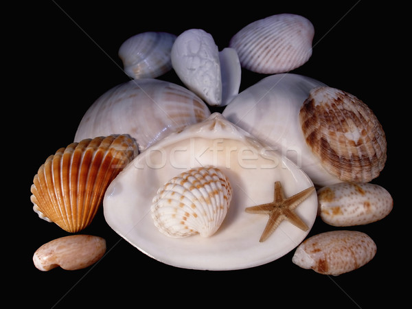 Lodges of mollusks Stock photo © yul30