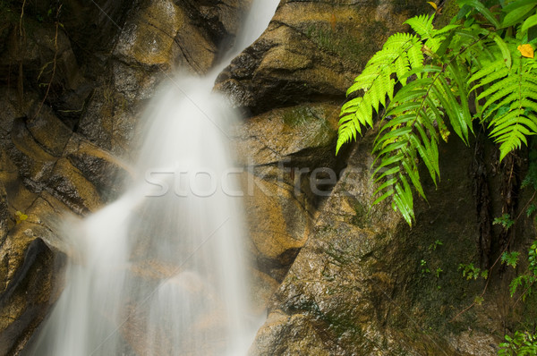 Stock fotó: Vízesés · víz · erdő · absztrakt · háttér · kő