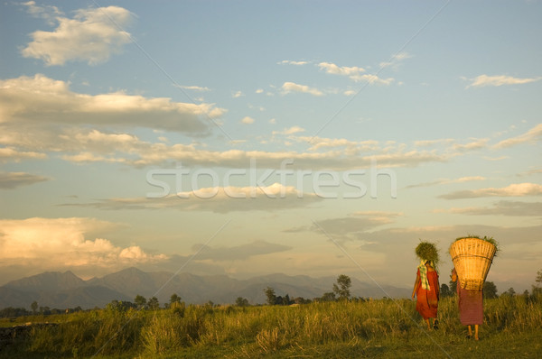 Landbouwer traditioneel Maakt een reservekopie veld boerderij plant Stockfoto © yuliang11