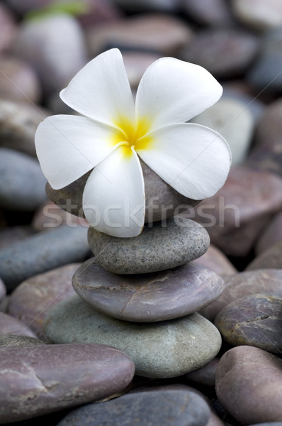 fragipani on a stack of rocks Stock photo © yuliang11