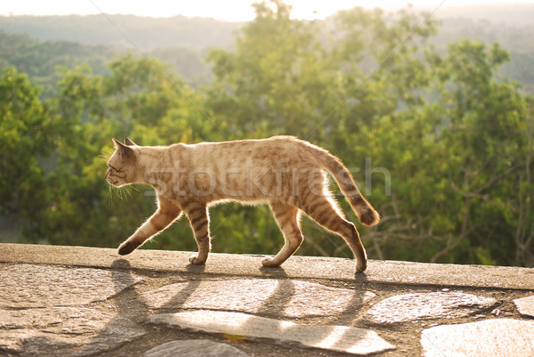 cat walking during sunset Stock photo © yuliang11
