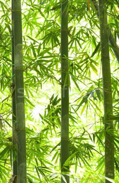 Bambù foresta albero erba sole foglia Foto d'archivio © yuliang11