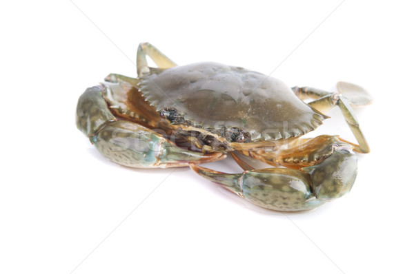 crab Stock photo © yuliang11