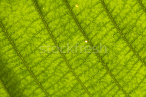 Foglia verde erba sole abstract luce Foto d'archivio © yuliang11