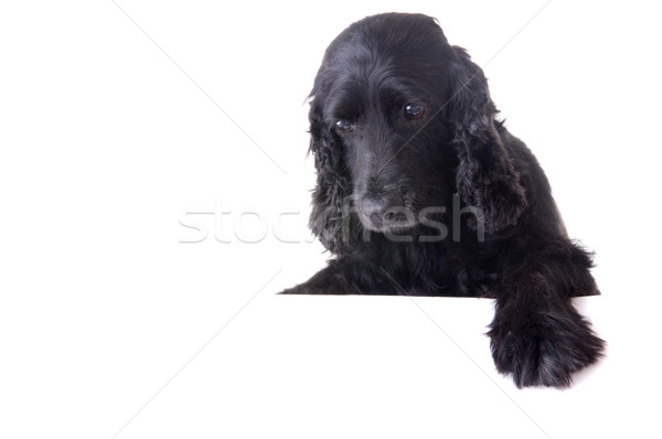 Cane raggiungere qualcosa isolato bianco nero Foto d'archivio © yuliang11