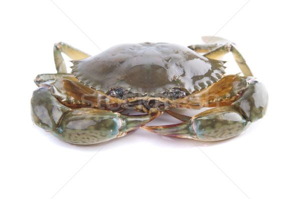 crab Stock photo © yuliang11