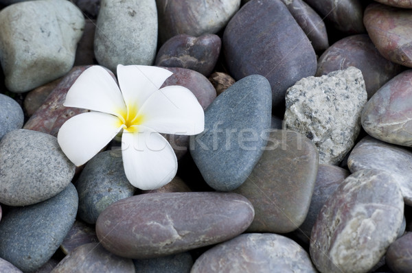 Fiore rocce rock relax pietra Foto d'archivio © yuliang11